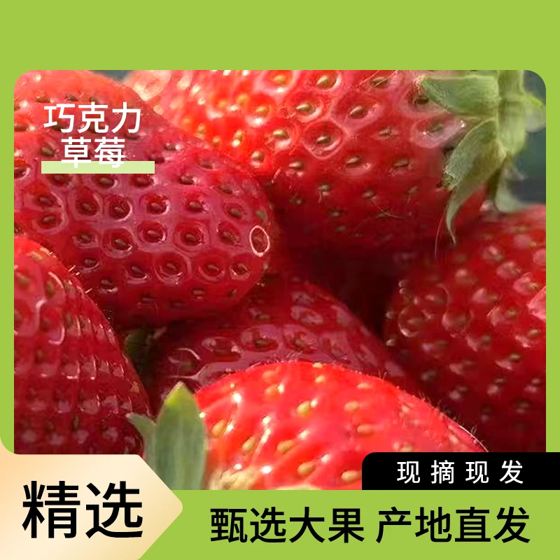 巧克力草莓现摘现发精选大果产地直发新鲜水果