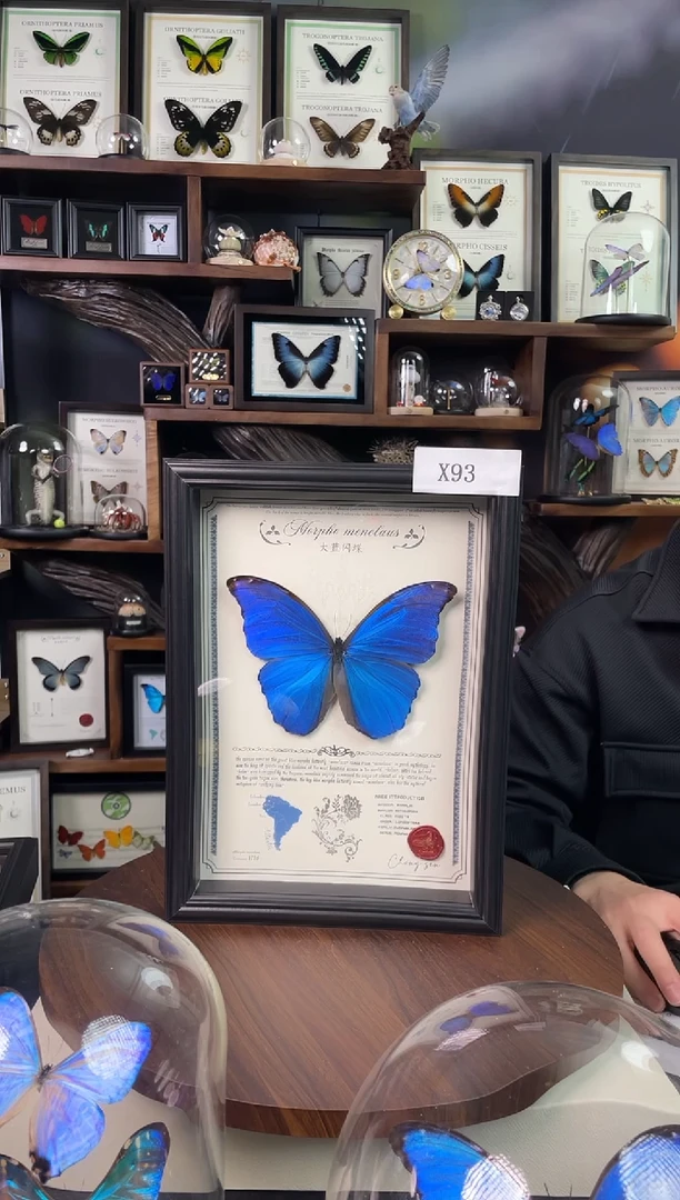 大蓝闪蝶-豪华版【A4欧式框】93