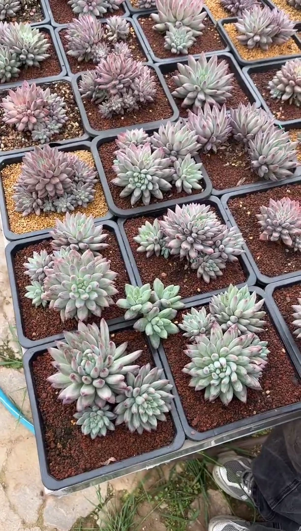 流沙虞美人