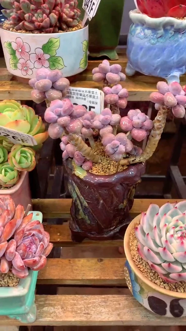 028F（一物一拍实付满28发货，默认不带盆土）