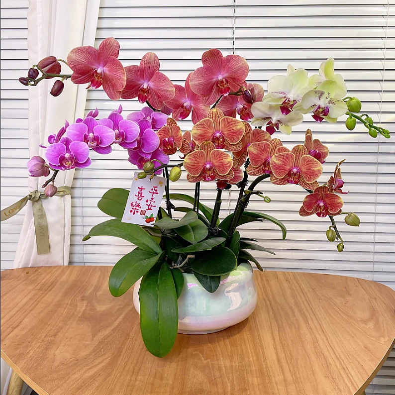 【全家福-蝴蝶兰】QX高端鲜花 定制款 易养花期长 送礼 家居摆件