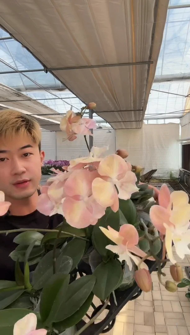 完全开放彩虹独角兽带花呀