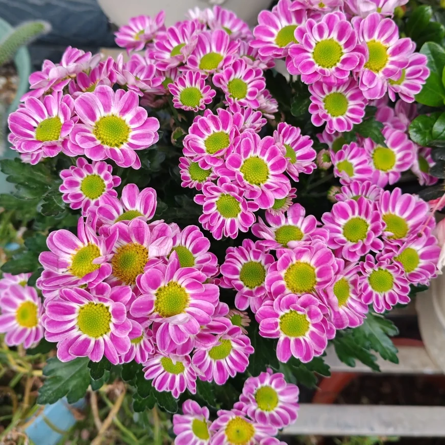 【雅典娜鲁一尼】荷兰菊  盆栽花苗耐热耐寒多年生植物  新手易养护