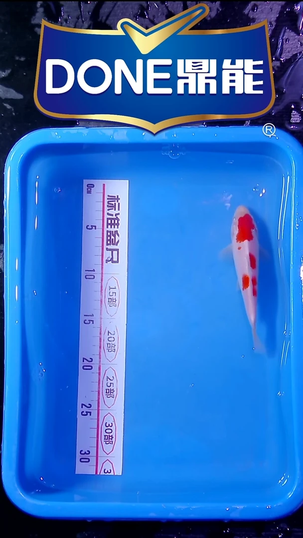 锦鲤鱼悦鱼乐直播间菁选 对版发货 2号