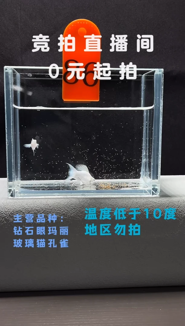 孔雀鱼瓷白玛丽压成一对编号86