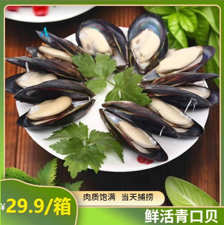 鲜活大个贻贝【非小海虹】   国产青口贝 3/6/斤干净肉质  冷链发货