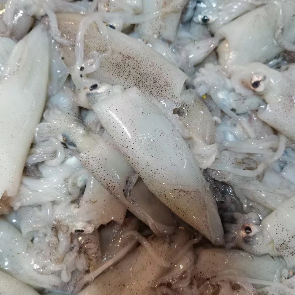 海捕海兔笔管鱼小鱿鱼鲜嫩脆口顺丰发货