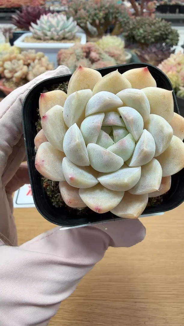 东云多肉园二店-71