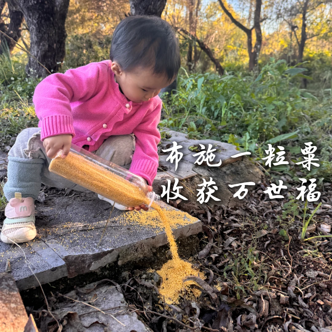 【布施鸟粮】黄小米