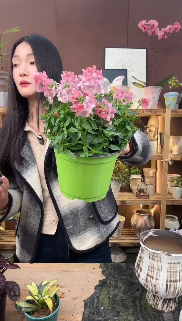 以实际为准384龙面花育苗盆