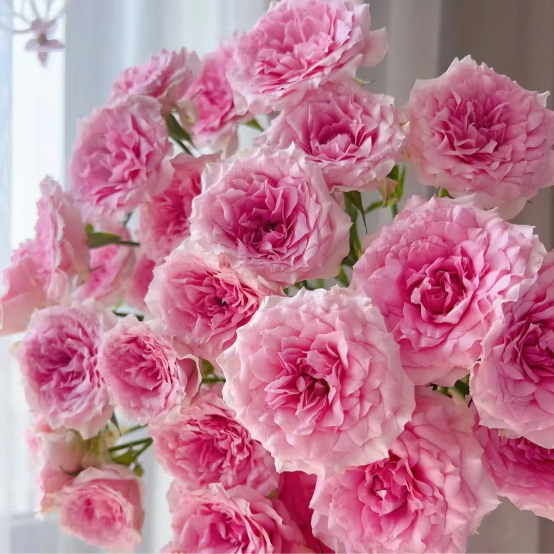 （ 多头甜蜜罗拉）玫瑰云南基地直发生活鲜花