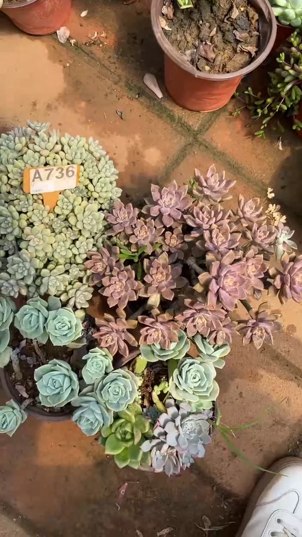 A736闪购清风花木兰多肉组合脱土发货