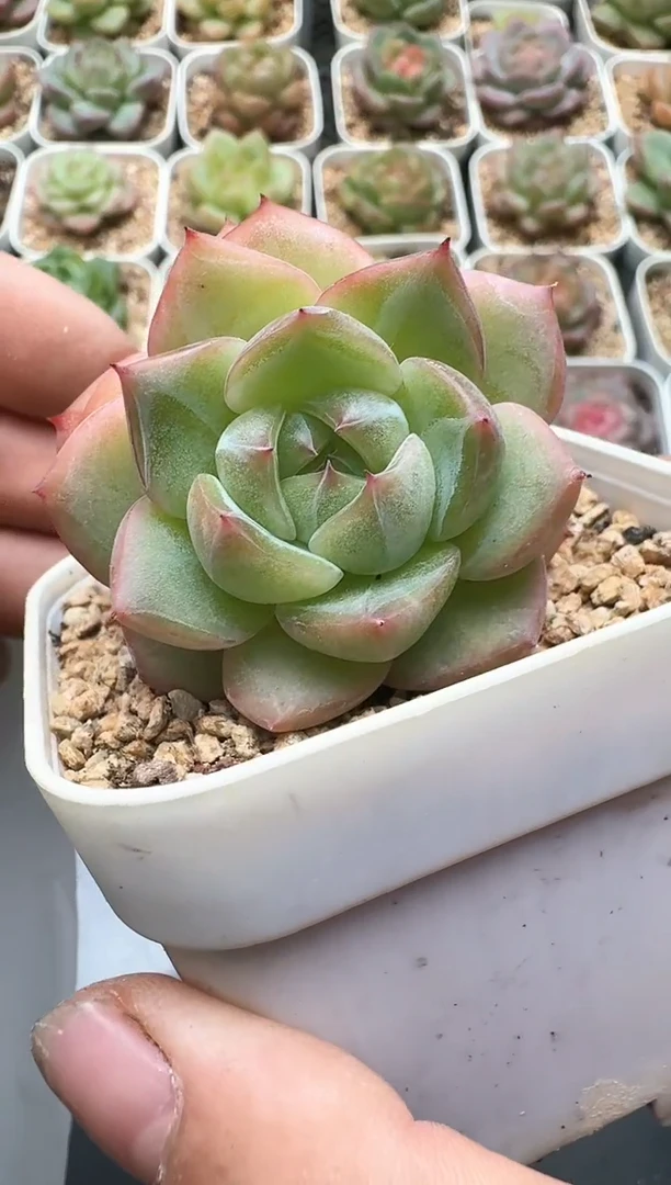 679D云禹多肉植物 带盆土纸巾打包 3颗包邮