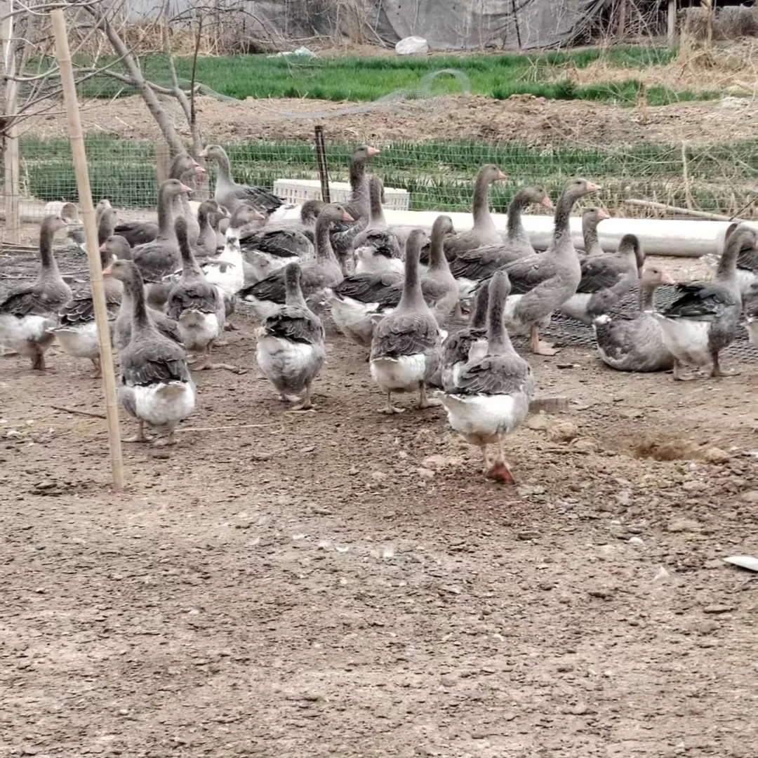 7-8斤灰色宠物活体 图卢兹