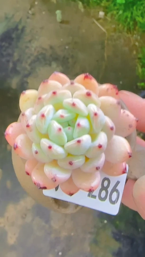 【闪购商品】优—286—仙农（雪）带盆