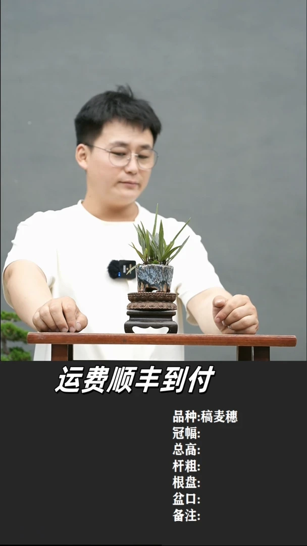 7 稿麦穗