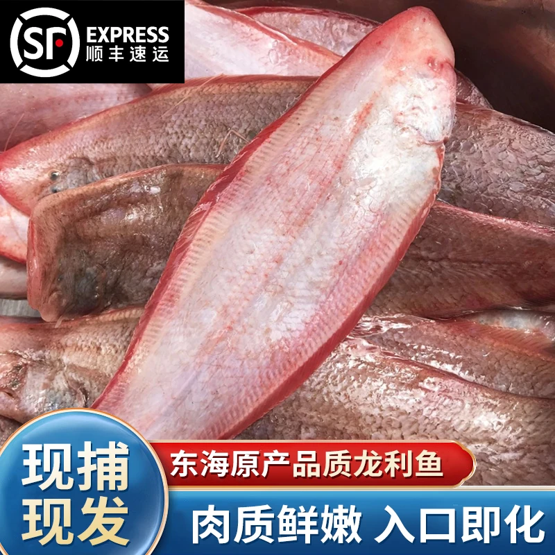 【国庆大促】东海海捕龙利鱼舌头鱼鳎鱼新鲜顺丰发货