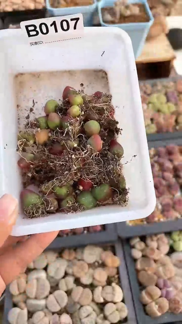 【闪购商品】0107 不售后