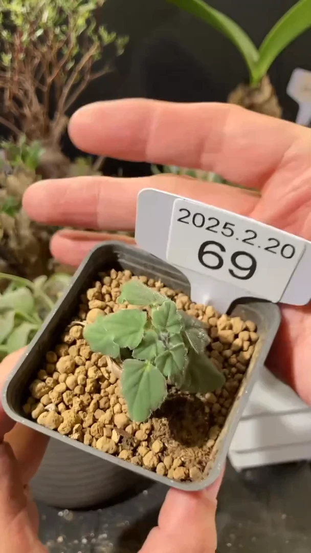 【闪购商品】莫尼利福尔梅2.20.69