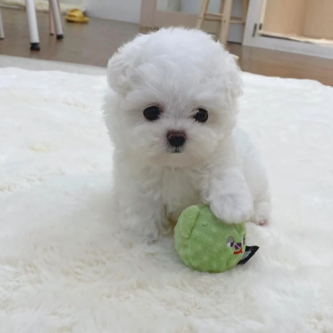 比熊幼犬宠物活体狗狗