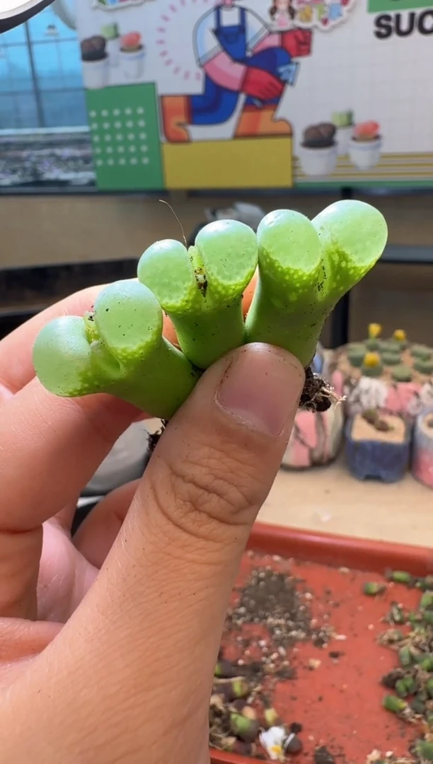 多肉植物肉锥12-135云雾窗