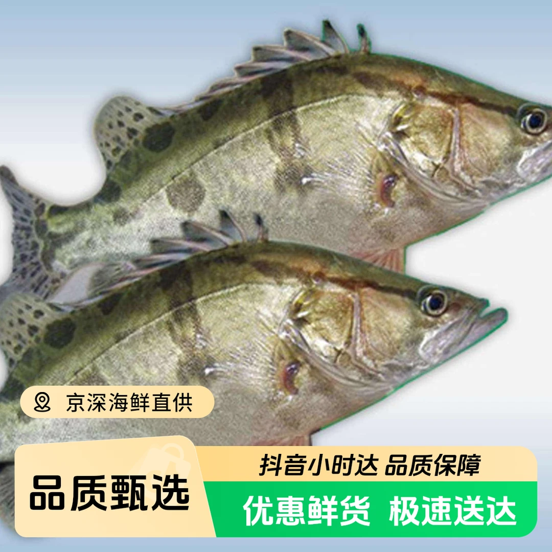 鲜活桂鱼 臭鳜鱼约1.6-1.8斤/1条