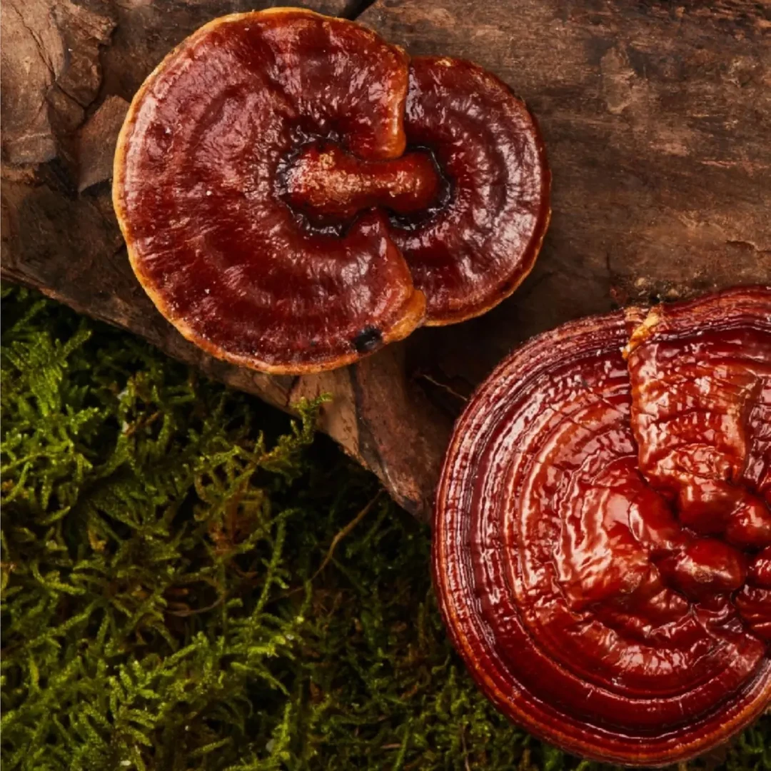 农家精选优质带脚赤灵芝500g泡水煮水