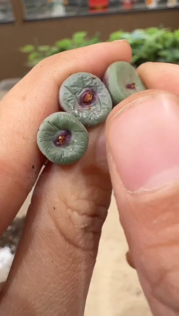 29-196多肉植物肉锥