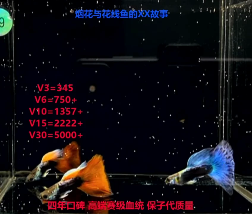 孔雀鱼品系全家福3对