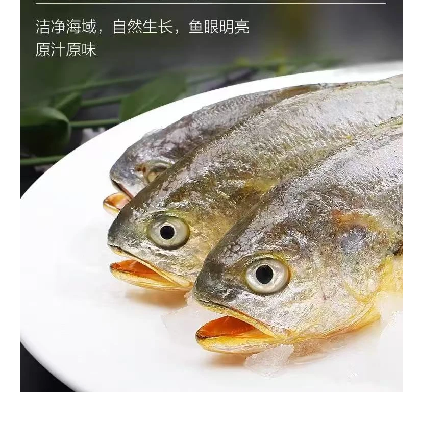 【莫小鱼船冻小黄鱼】宁波石浦海鲜东海新鲜小黄鱼海捕小黄鱼