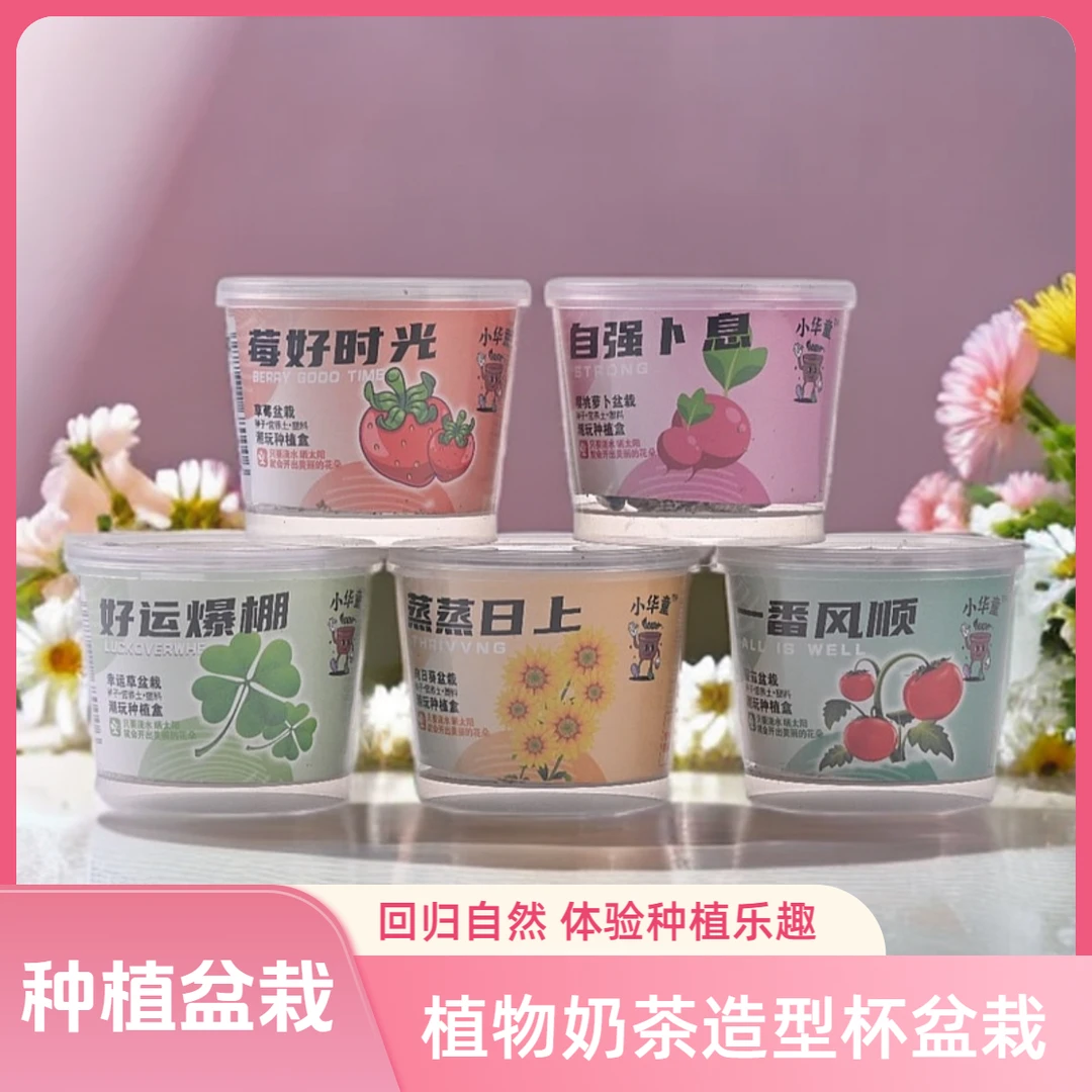 儿童趣味种植小盆栽幼儿园科学实验种植杯