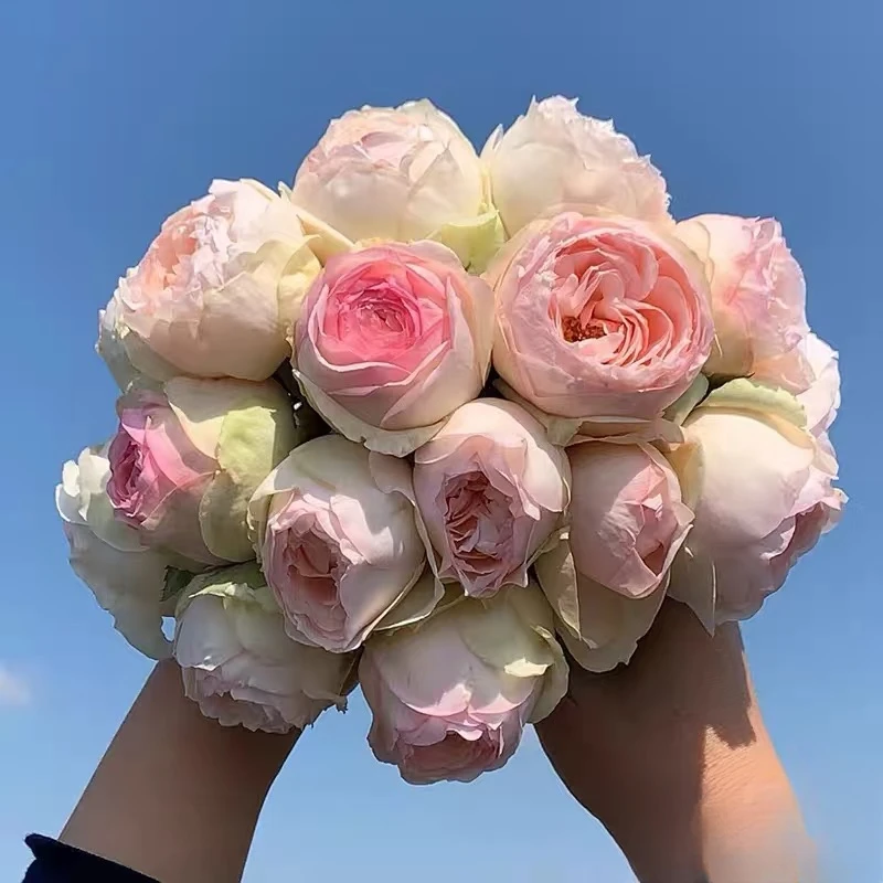 宜然园艺2加仑蒙娜丽莎灌木花苗欧洲月季多季节重复开花浓香