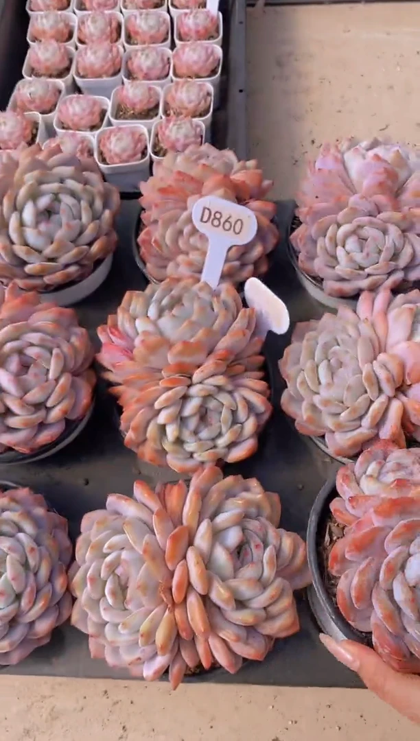 【闪购商品】D860-母本橙梦露双头脱土发（量拍）