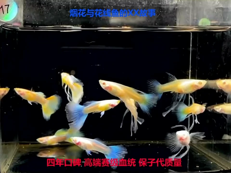 孔雀鱼蓝白绣球1对+备损17缸