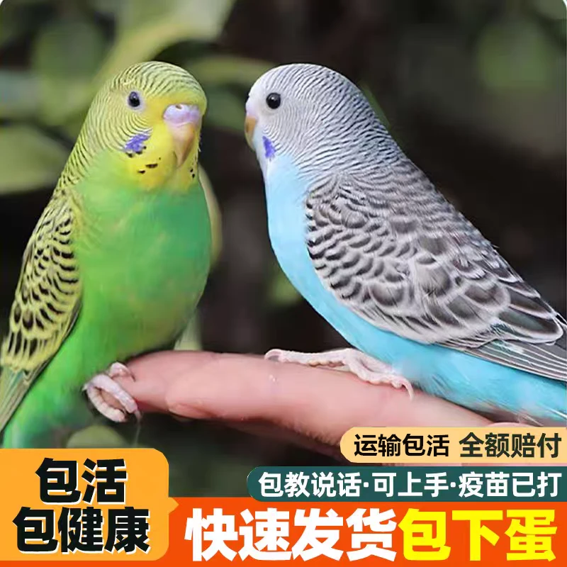 【已打疫苗】虎皮鹦鹉活鸟活泼宠物可爱手养亲人活体鸟类下蛋繁殖