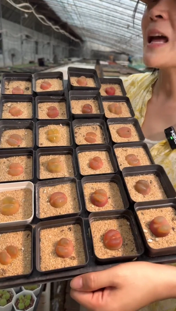 30-8多肉植物肉锥水蜜桃毛汉尼一颗