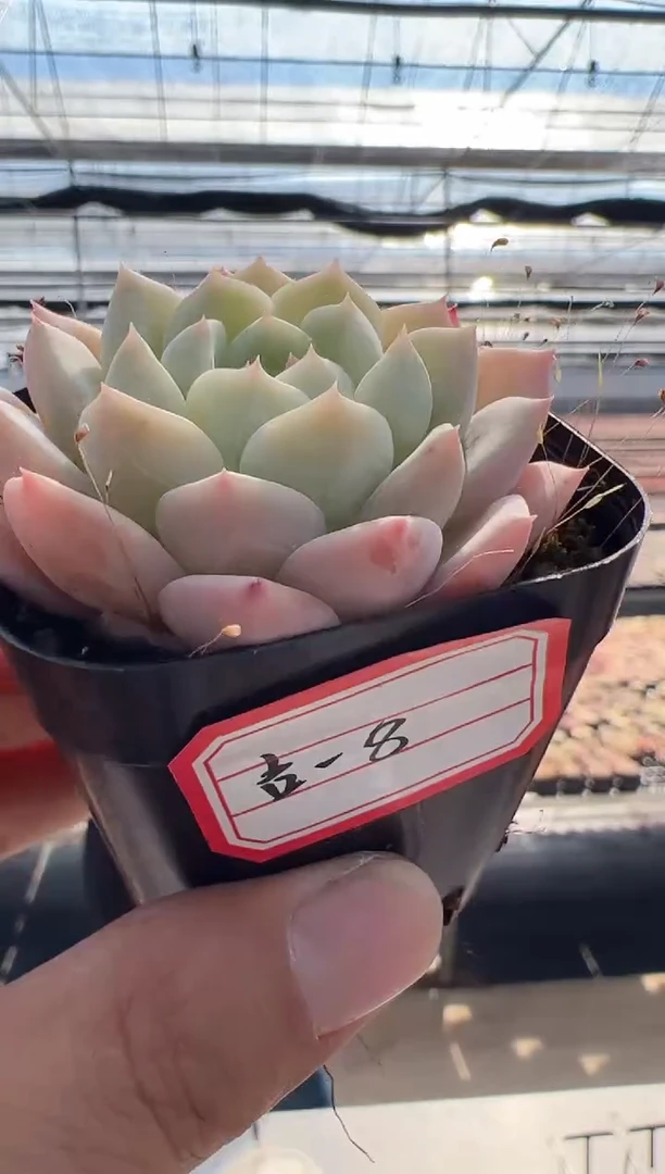 【闪购商品】吉光梦-8