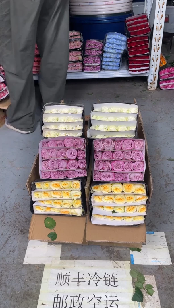 奶油杯20枝+气场20枝+骄傲20枝