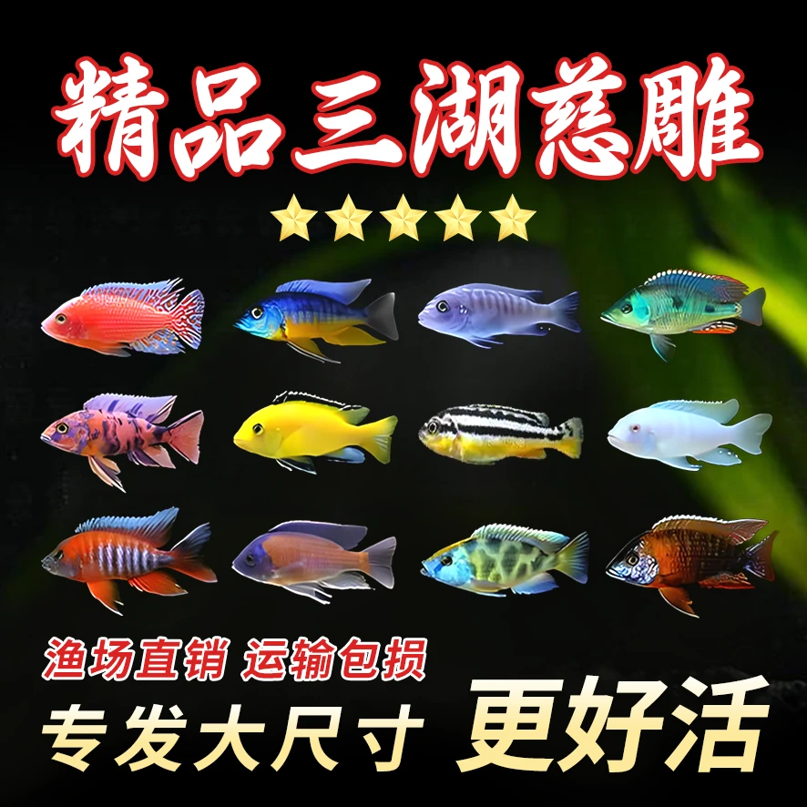 热带三湖慈鲷自然发色鱼孔雀岩栖六间小丑勾鼻热带鱼