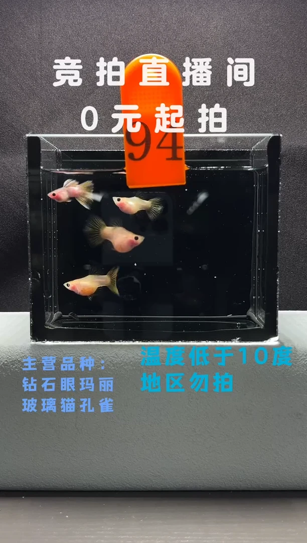 孔雀鱼幻彩戴黑纱4只编号94