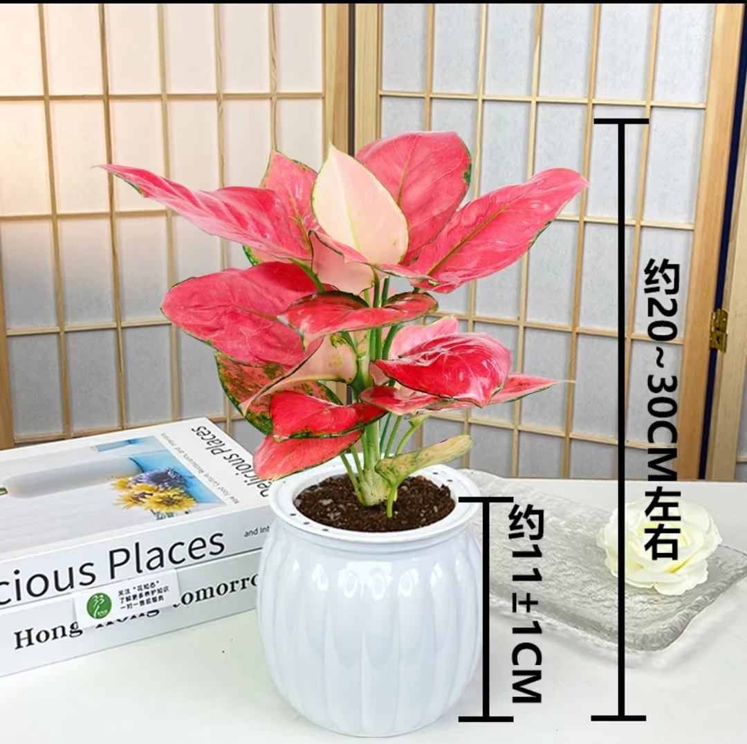 吉利红红如意绿植室内盆栽如意皇后办公室桌面好养易活四季花卉