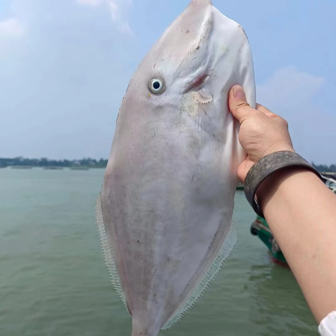 新鲜野生大剥皮鱼广东汕尾本港顺丰冷链发货