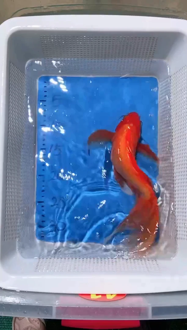 锦鲤锦鲤蝴蝶鲤鱼拍开箱视频包售后