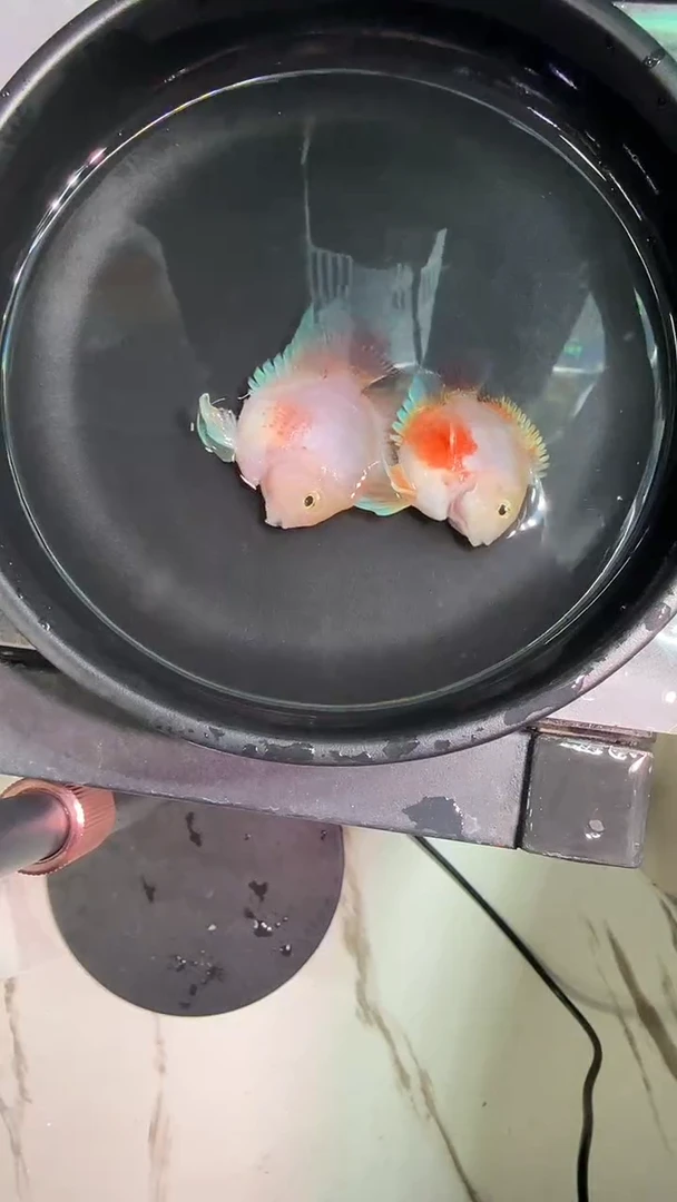 鹦鹉鱼242424242424