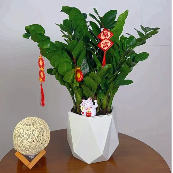 六角盆金钱树钱串子室内客厅绿植好养易活植物盆栽带招财猫带挂件