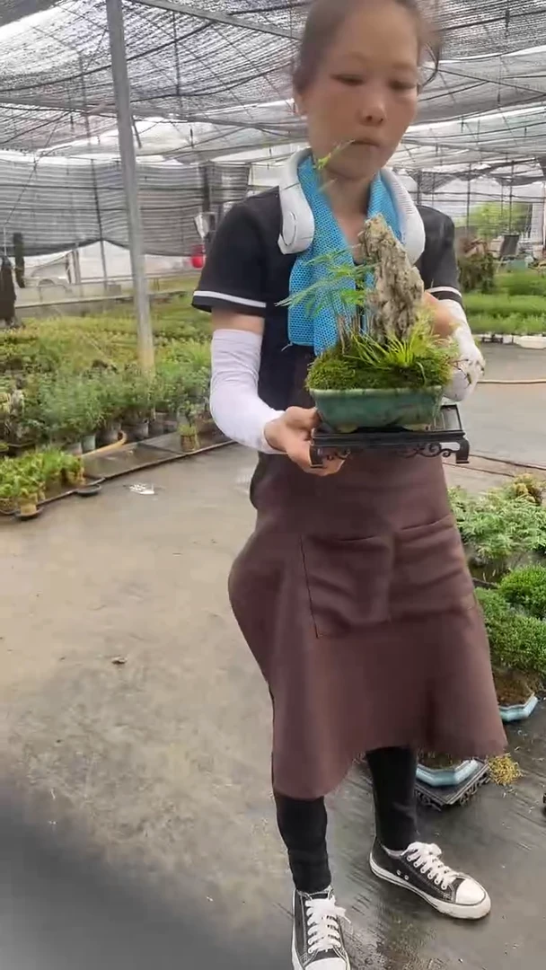 无花朵BL13冰裂 青砂石 竹子 盆景