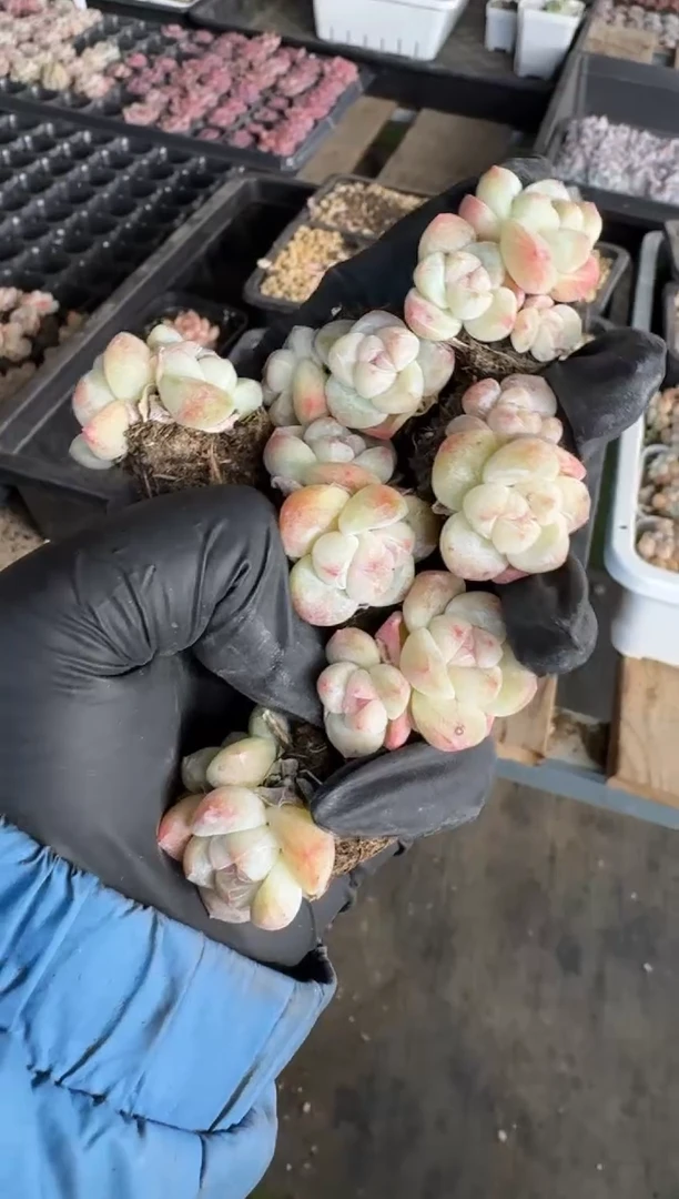 【闪购商品】118号到手7棵--江北多肉