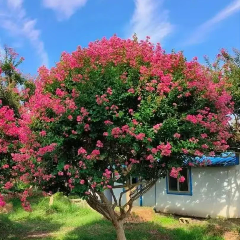 无品牌川红紫薇#直杆#地景#异形#