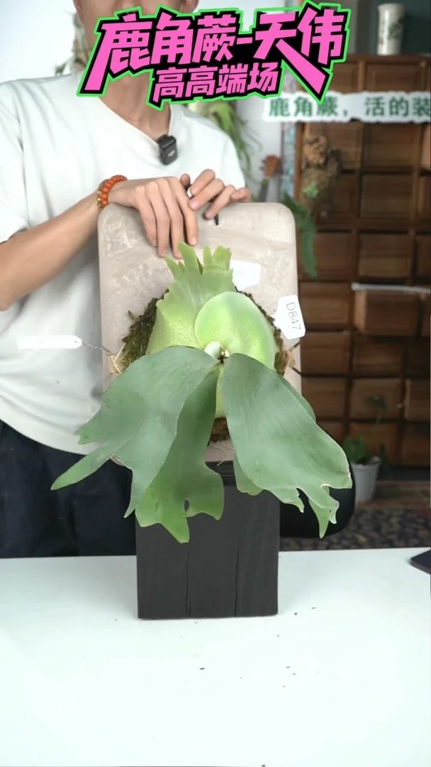 不开花植物D847-最后的圣诞