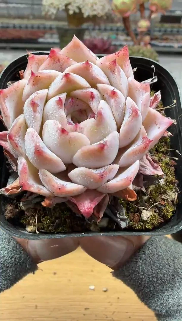 东云多肉园二店-33